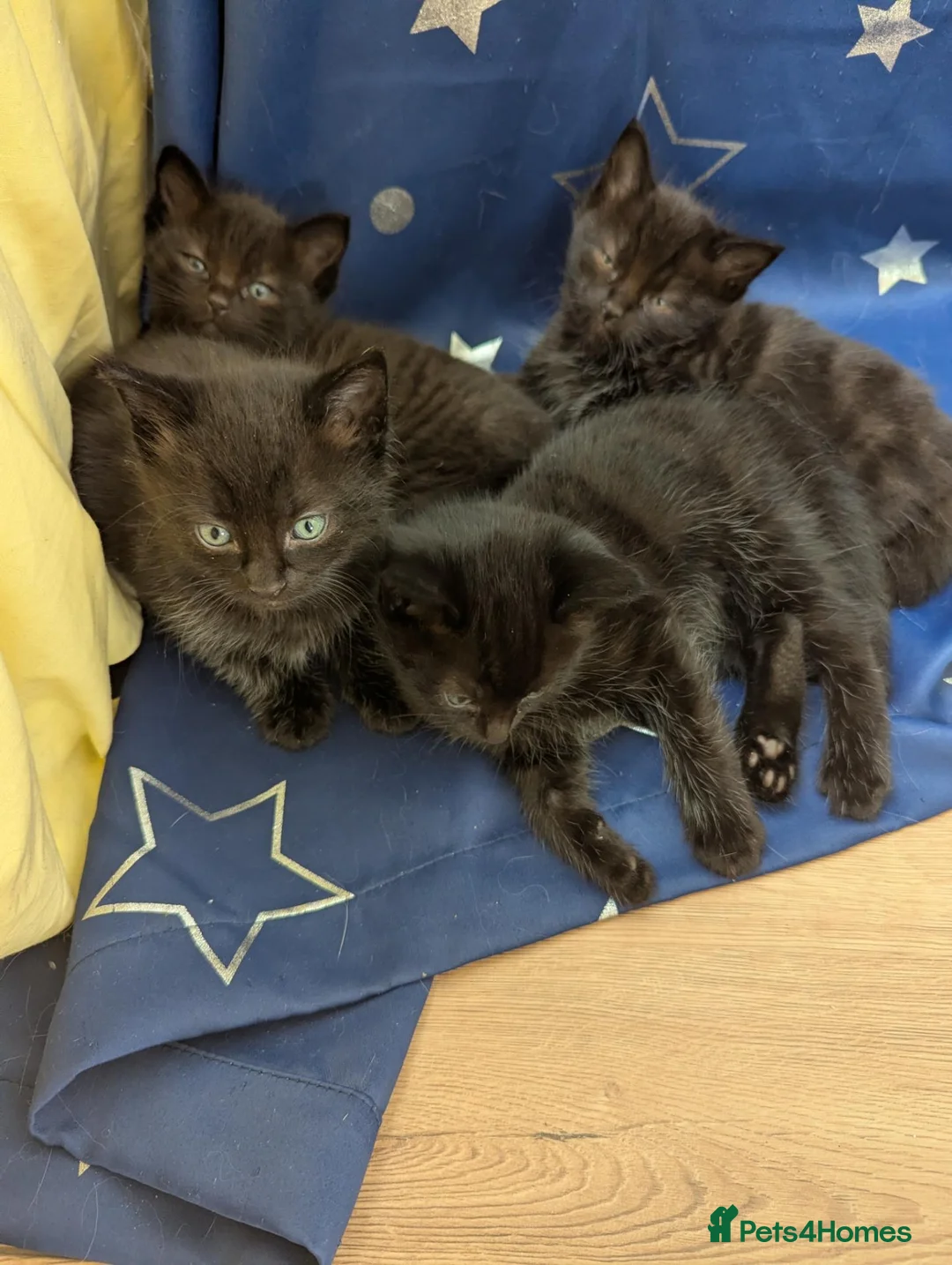 Mixed Breed cats for sale: 4 black kittens  in Retford - Advert 2