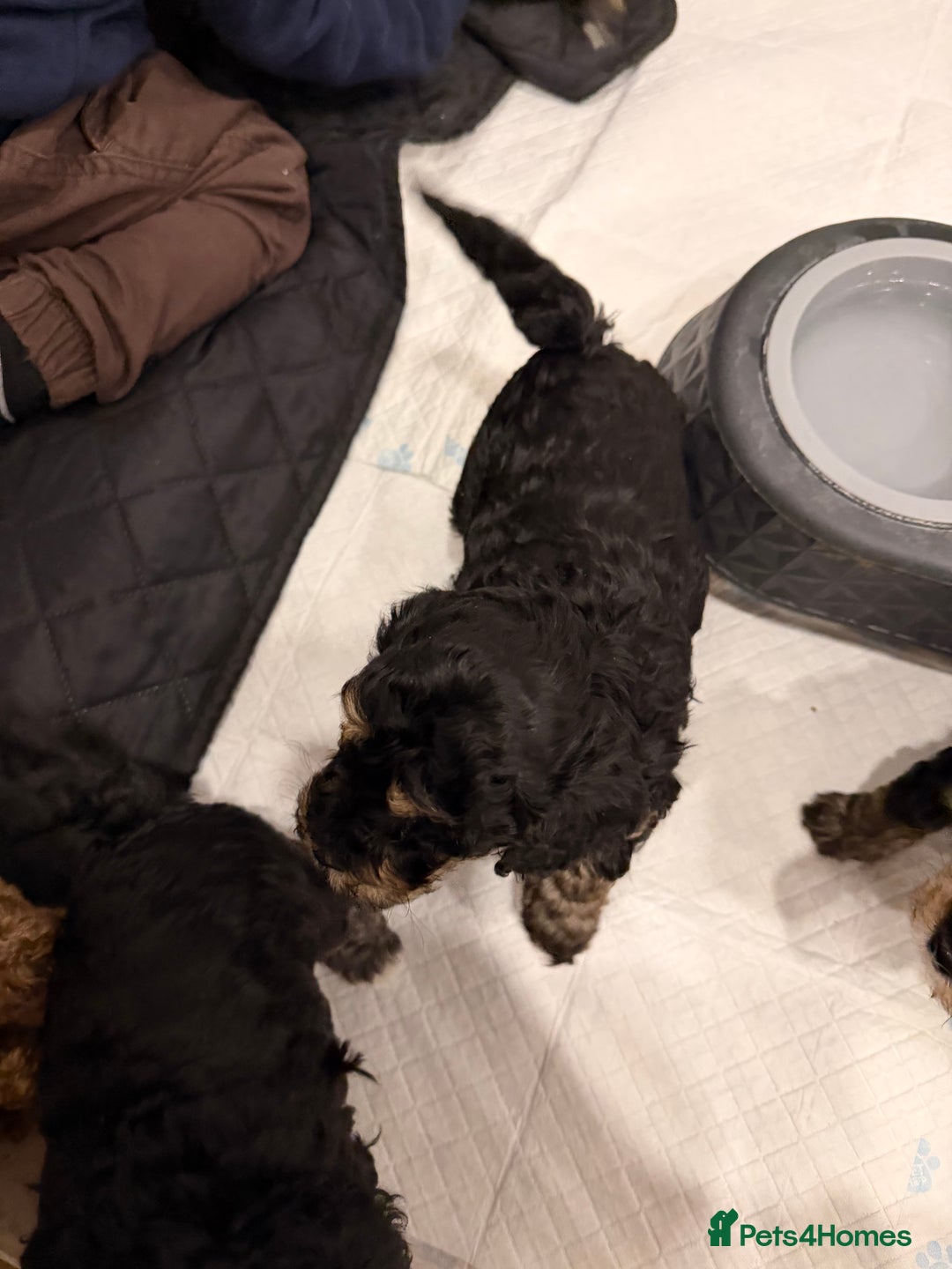 Poochon dogs for sale: Gorgeous Poochon puppies 2 girls 3 boys - Advert 18