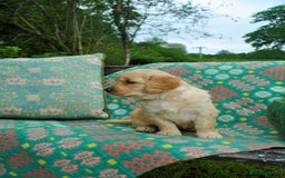 Golden Retriever dogs for sale: 🐾 KC Registered Golden Retriever Puppies 🐾 - Image 21