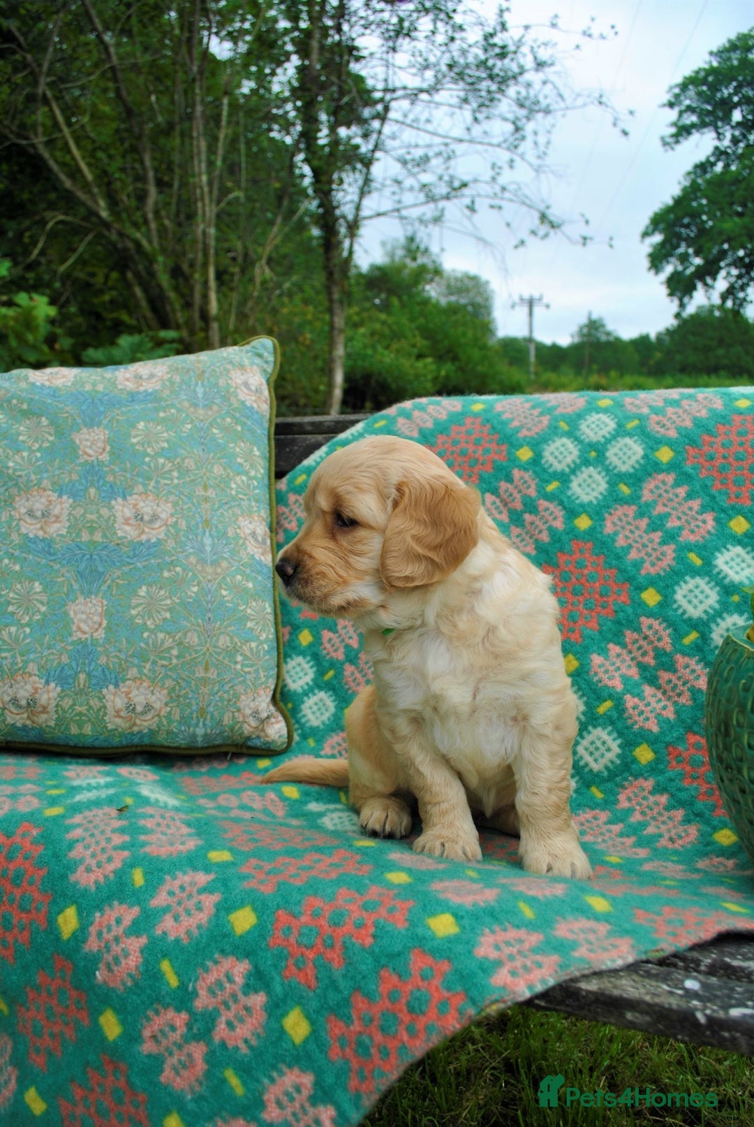 Golden Retriever dogs for sale: 🐾 KC Registered Golden Retriever Puppies 🐾 - Image 21
