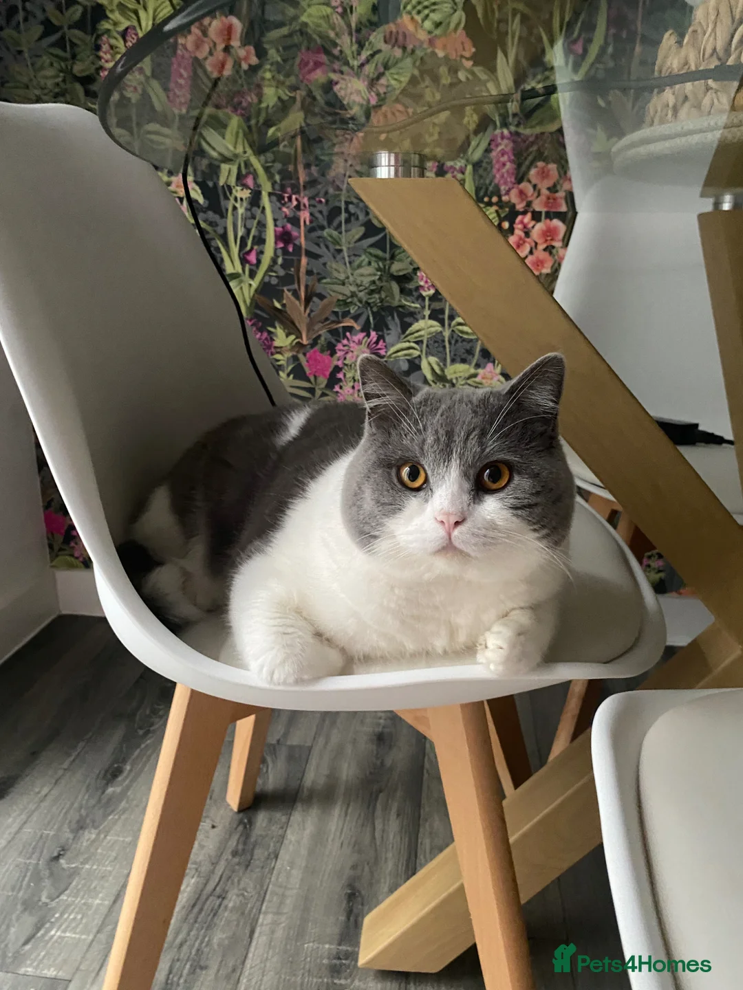 British Shorthair cats for sale: ✨ Stunning British Shorthair Kittens ✨ in Loughborough - Advert 8