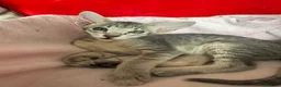 Peterbald cats for sale: Tica registered Peterbald girls  in Maidstone - Advert 8