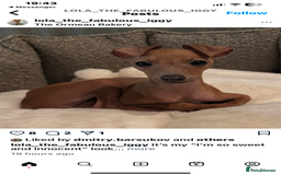 Italian Greyhound dogs for stud: Stud dog . Beautiful Italian greyhound  - Advert 20