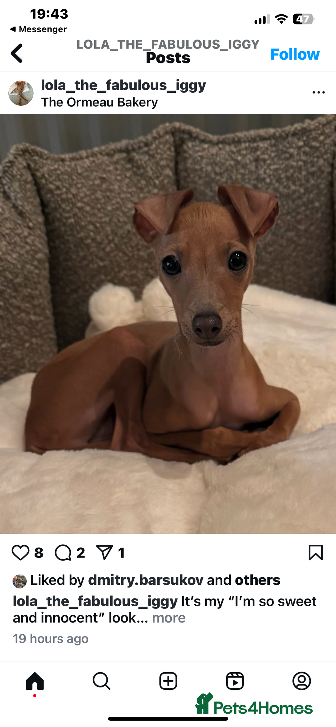 Italian Greyhound dogs for stud: Stud dog . Beautiful Italian greyhound  - Advert 20