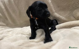 Mixed Breed dogs for sale: Springer Schnoodle puppies  - Advert 9