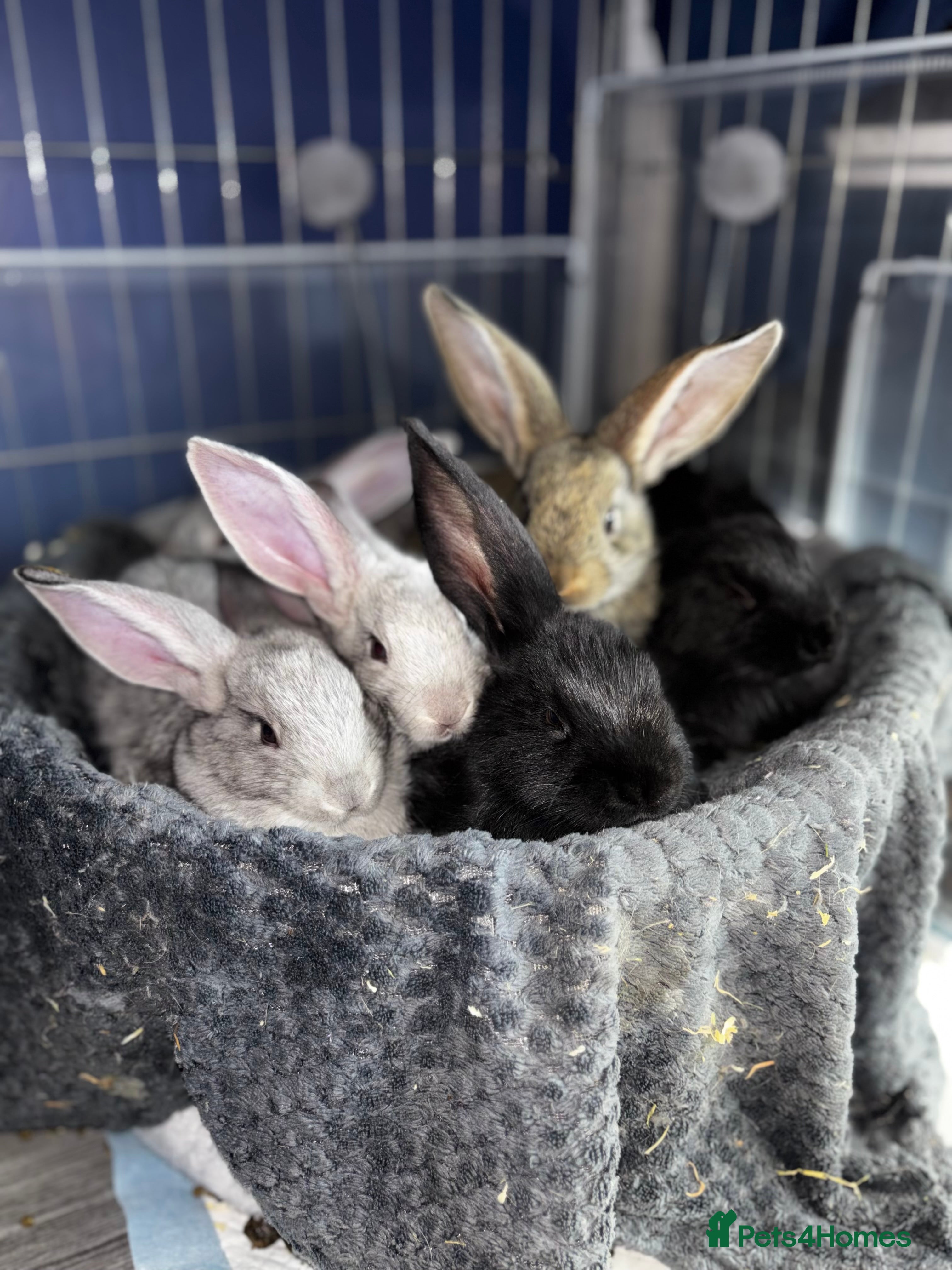 Continental Giant rabbits GERMAN GIANTS (continentals) 8 kits available  - Advert 1