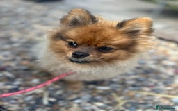 Pomeranian dogs for sale: Beautiful Pomeranian Puppy!  - Image 2