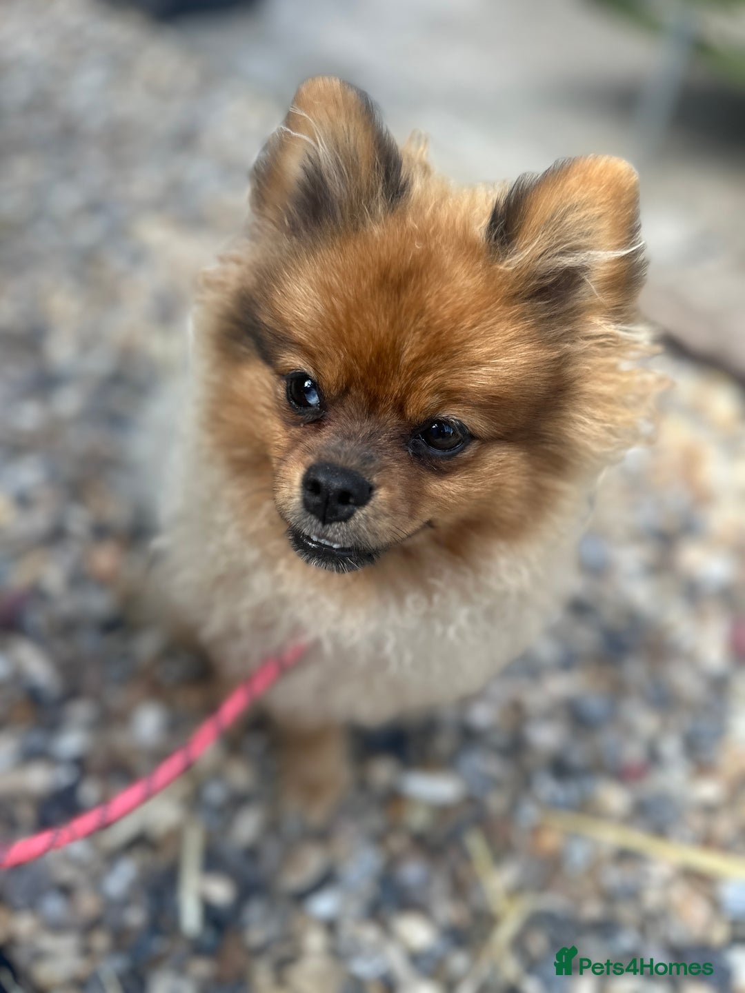 Pomeranian dogs for sale: Beautiful Pomeranian Puppy!  - Image 2