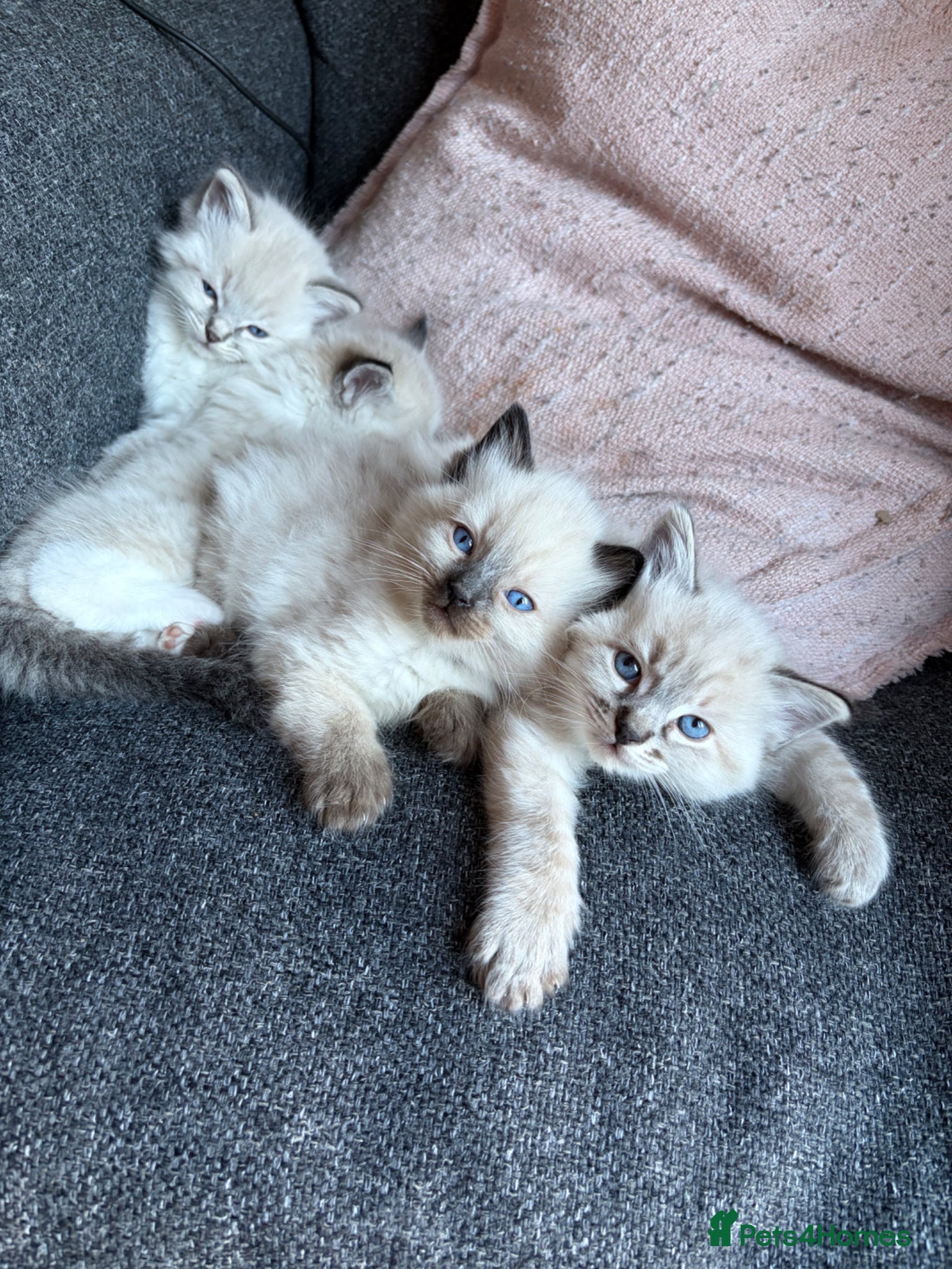 Ragdoll cats ✨Gorgeous ragdoll kittens✨  - Advert 12