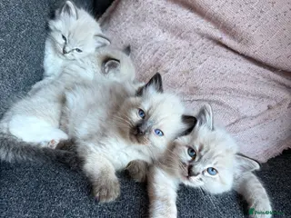 Ragdoll cats ✨Gorgeous ragdoll kittens✨ - Advert 12