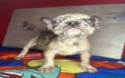 French Bulldog dogs for sale: 🐾 French Bulldog Puppies for Sale - Image 19