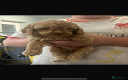 Cockapoo dogs for sale: Cockapoo puppies for sale  - Image 5