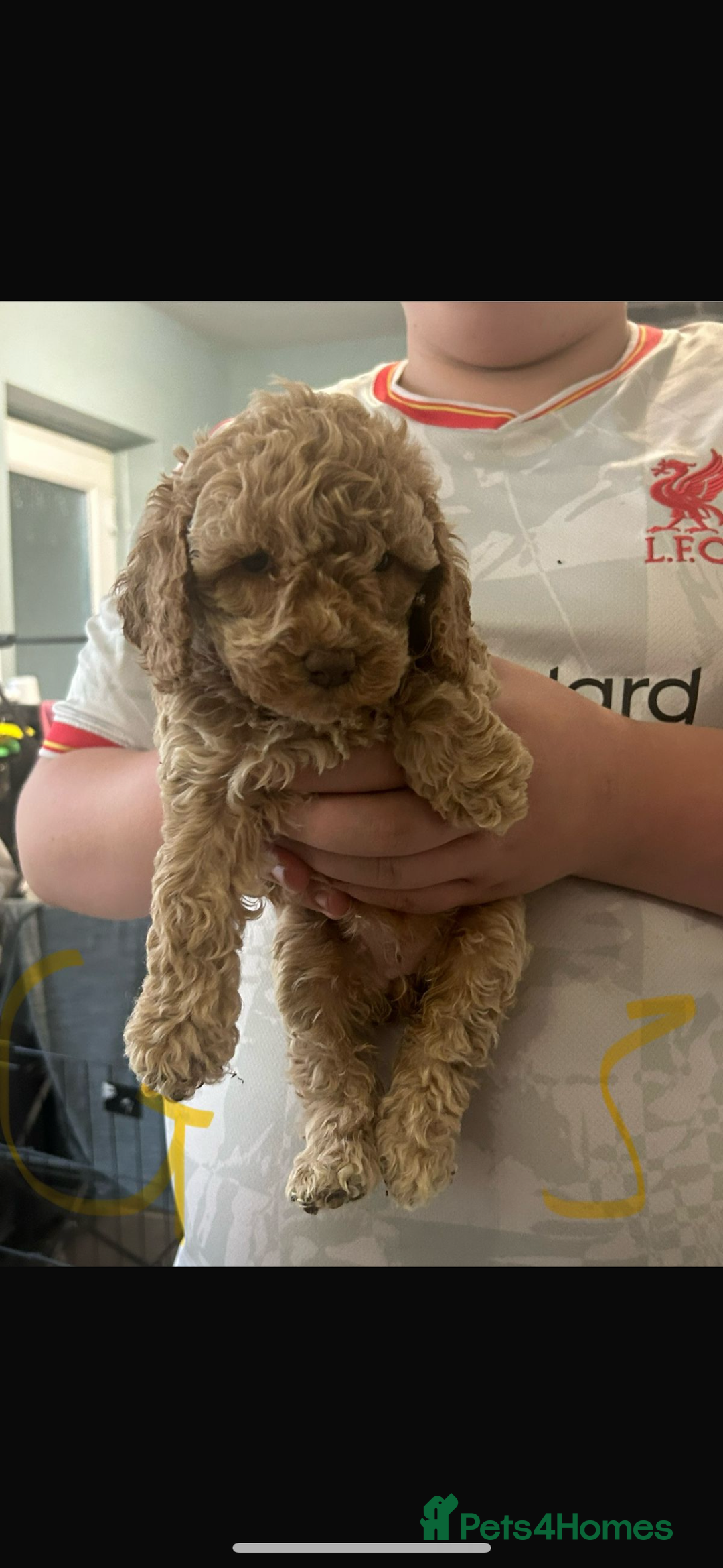 Cockapoo dogs for sale: Cockapoo puppies for sale  - Image 5