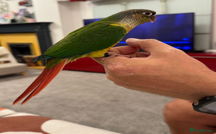 Conures birds - Advert 1