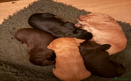 Cocker Spaniel dogs for sale: Quality KC registered FTC Working Cocker Spaniels - Image 4