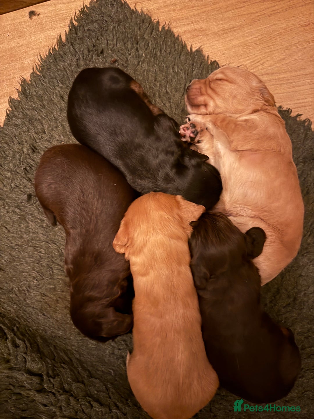 Cocker Spaniel dogs for sale: Quality KC registered FTC Working Cocker Spaniels - Image 4