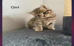 Scottish Fold cats for sale: scottish fold kittens  - Image 19