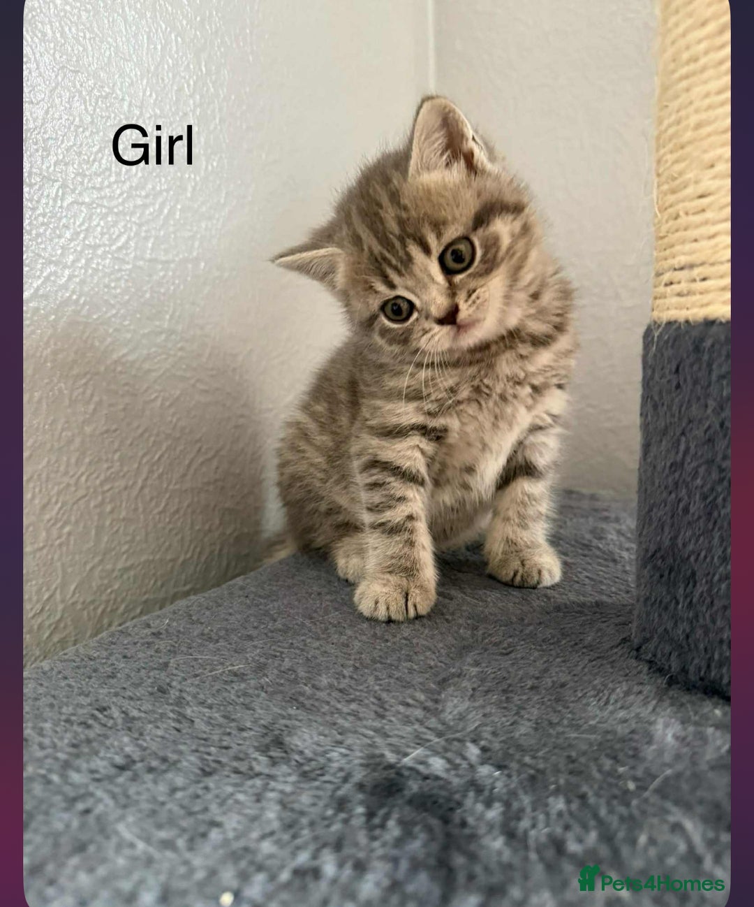 Scottish Fold cats for sale: scottish fold kittens  - Image 19