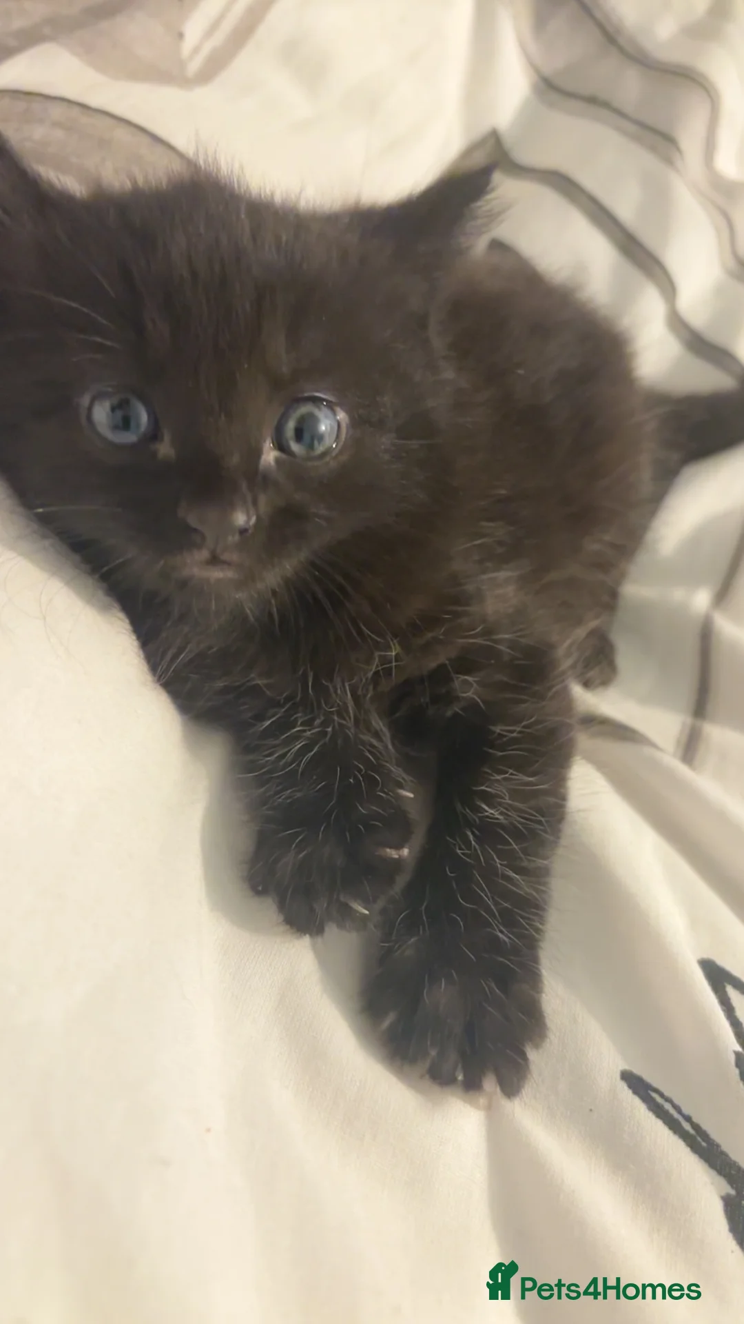 Mixed Breed cats for sale: Kittens for sale  - Advert 3