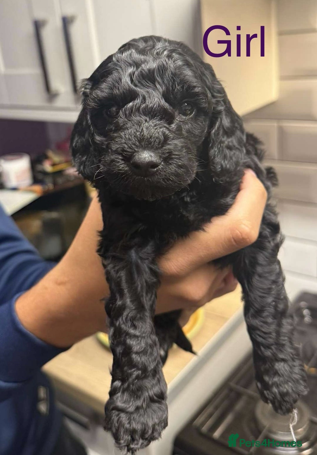 Cockapoo dogs for sale: Stunning multi generation cockapoos  - Image 5