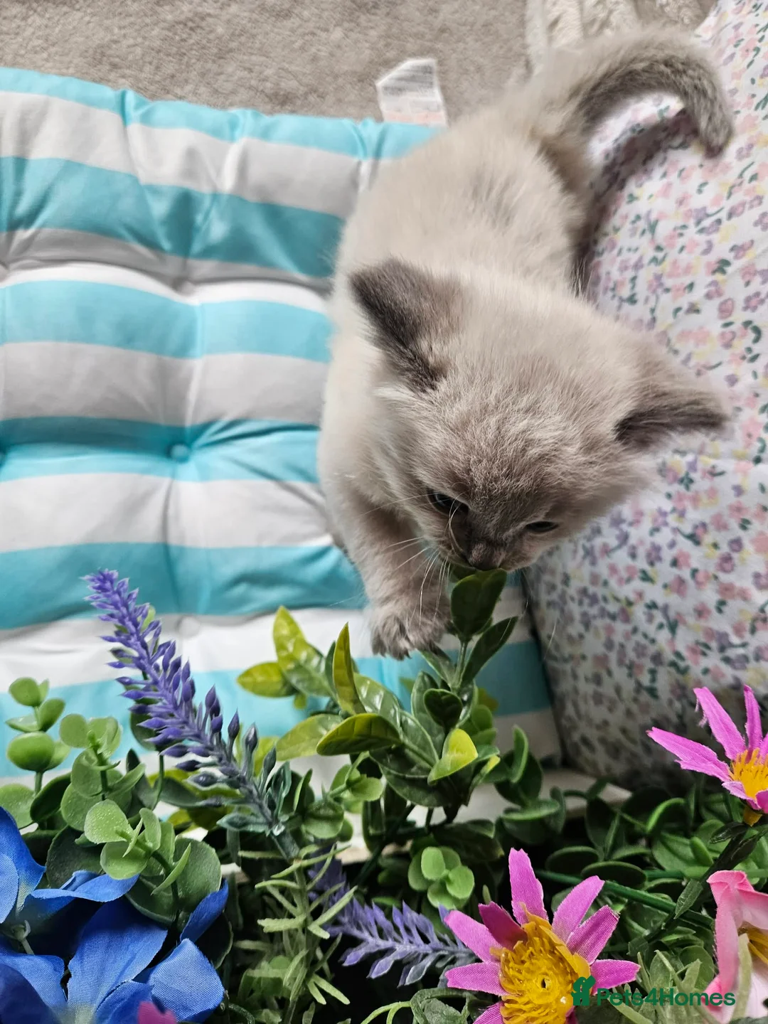 Ragdoll cats for sale: Ragdoll - Advert 20