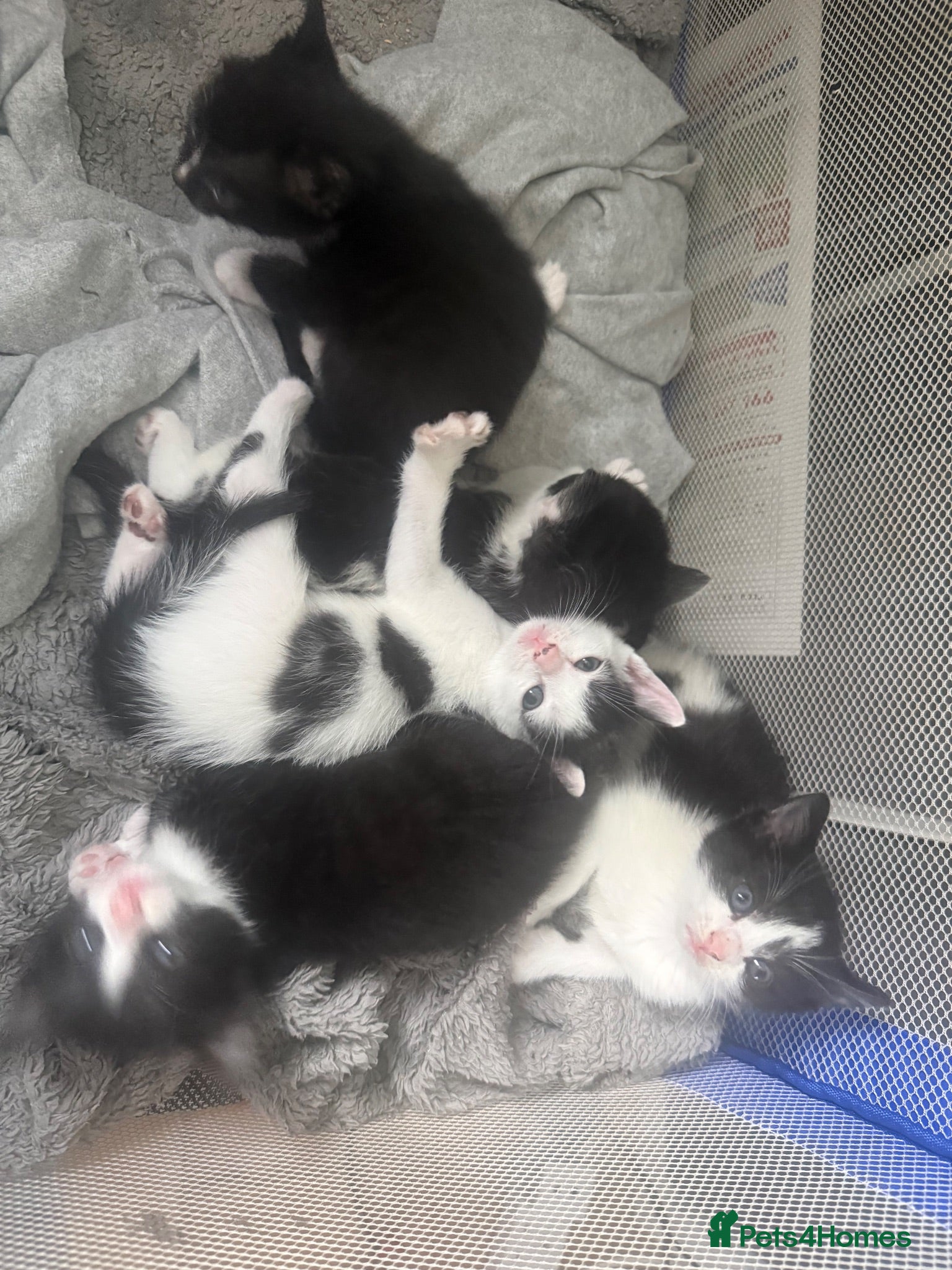 Mixed Breed cats 5 Adorable Kittens Looking for Their Forever Homes - Advert 4