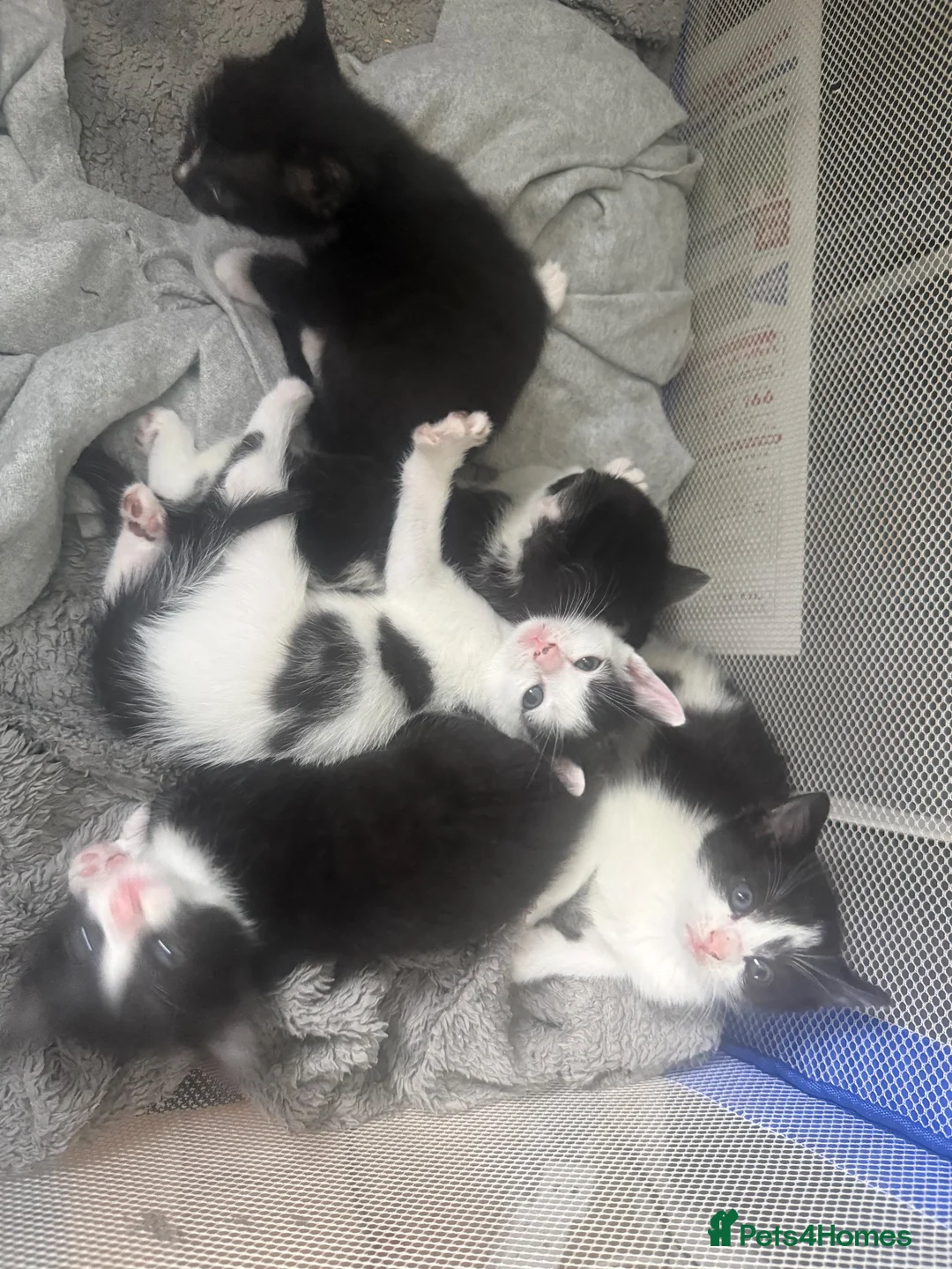 Mixed Breed cats for sale: 5 Adorable Kittens Looking for Their Forever Homes - Advert 1