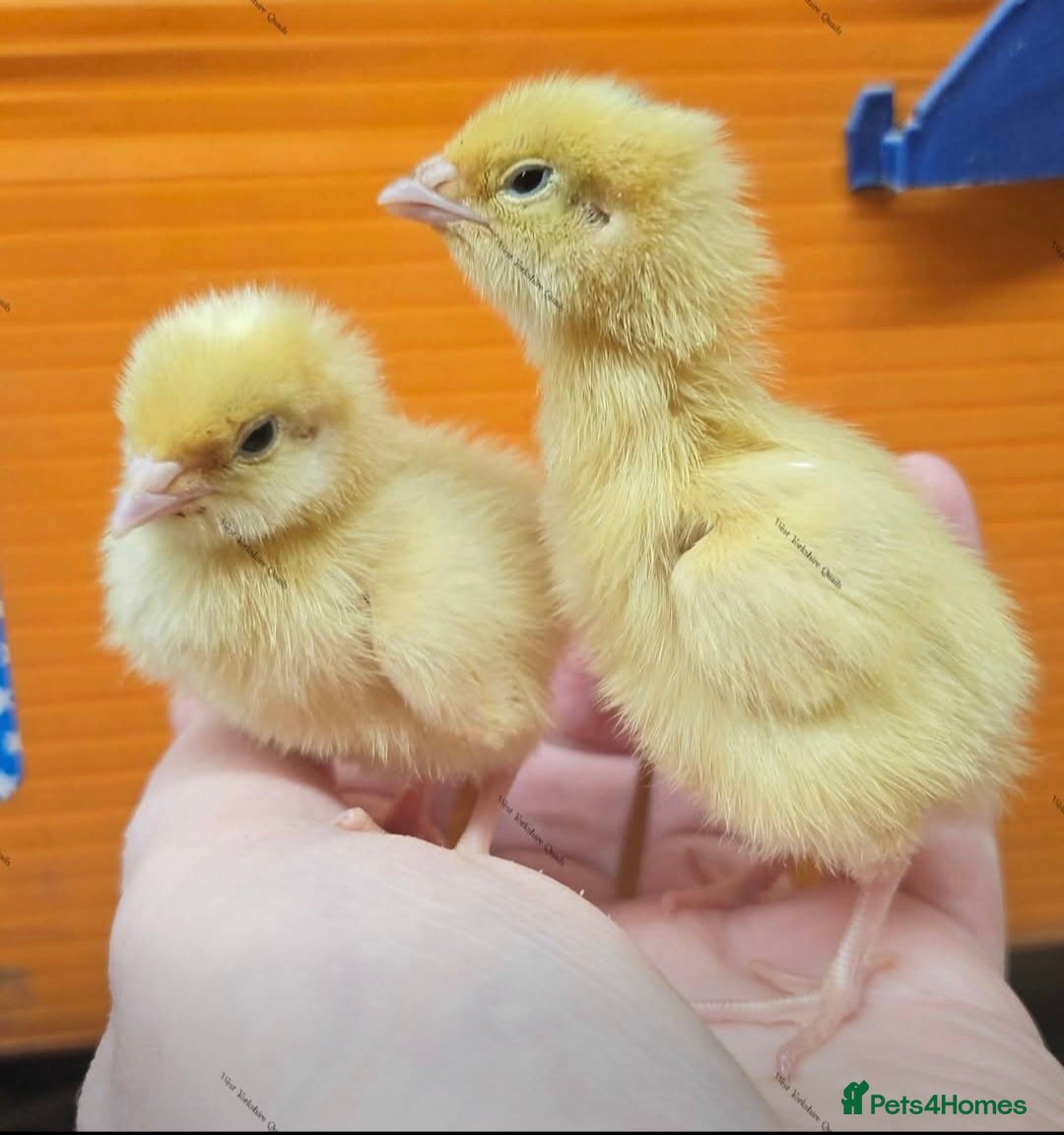 Quail poultry for sale: Super Jumbo coturnix quail eggs RARE - Advert 2