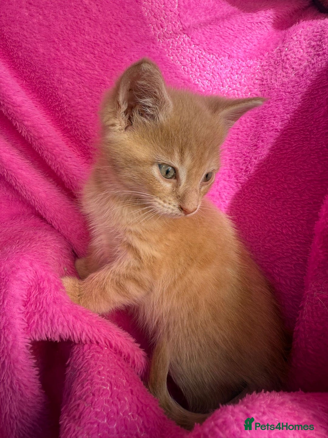 Maine Coon cats for sale: Beautiful Maine Coon Cross Kittens  - Image 5