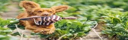 Cocker Spaniel dogs for sale: Fully Health Tested Working Cocker Spaniel Pup in Hailsham - Advert 8