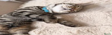 Milo