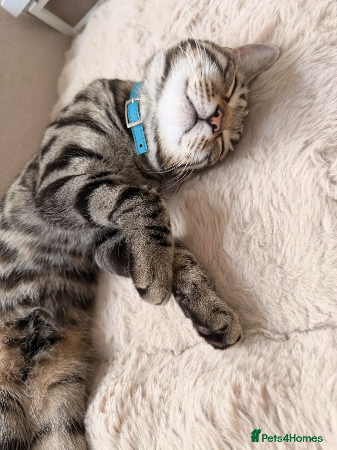 Bengal cats for sale: 6 month old kitten looking for a loving home  - Advert 2