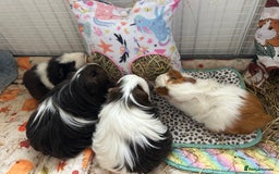 Guinea Pig rodents for sale: 4 female guinea pigs  - Advert 2