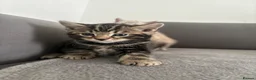 Bengal cats for sale: Beautiful Bengal kittens  - Advert 6