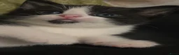 Domestic Shorthair cats for sale: Fluffy kittens - Advert 8