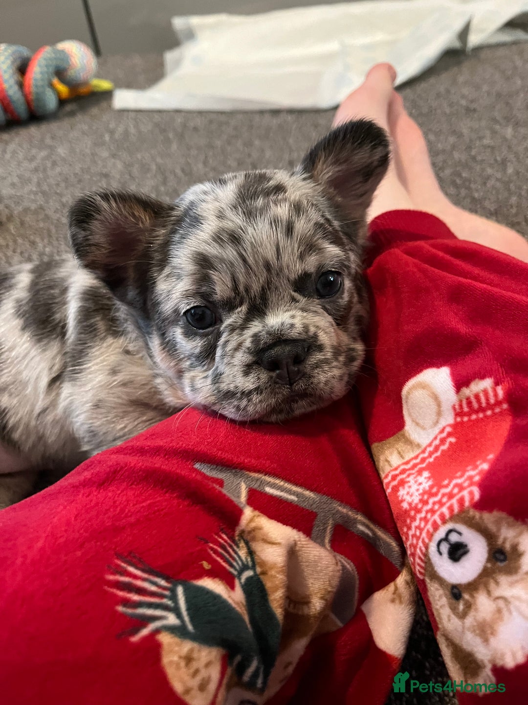 French Bulldog dogs for sale: Ickle fluffy puddings  - Advert 8