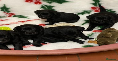 Labrador Retriever dogs - Advert 3