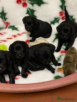 Labrador Retriever dogs - Advert 6