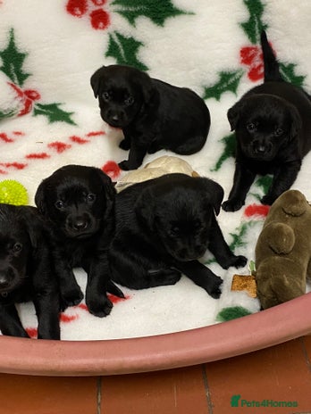 Labrador Retriever dogs - Advert 12