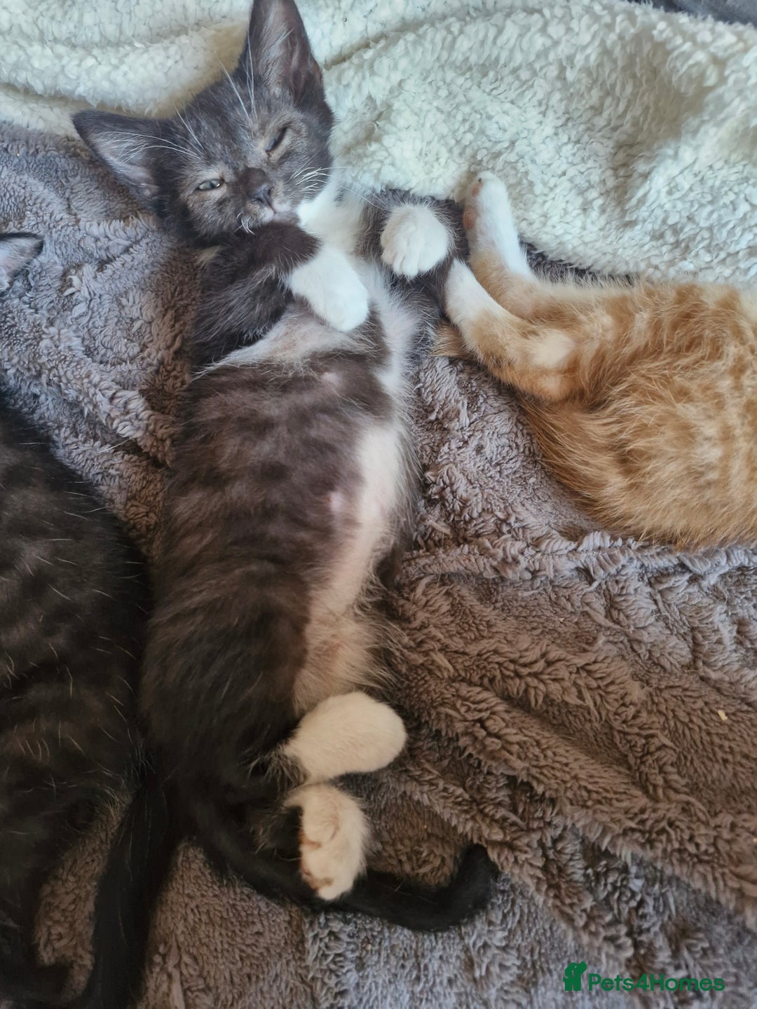 Domestic Shorthair cats for sale: Bundles off fun  - Image 9