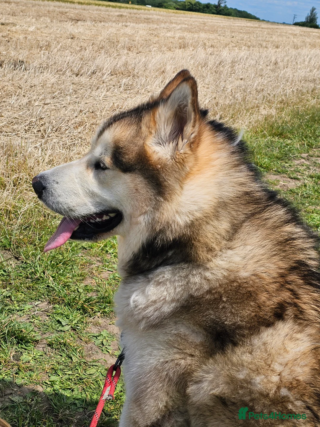 Alaskan Malamute dogs for stud: KC Alaskan Malamute for stud - Advert 1