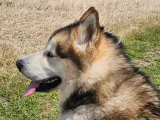 Alaskan Malamute dogs KC Alaskan Malamute for stud - Advert 1