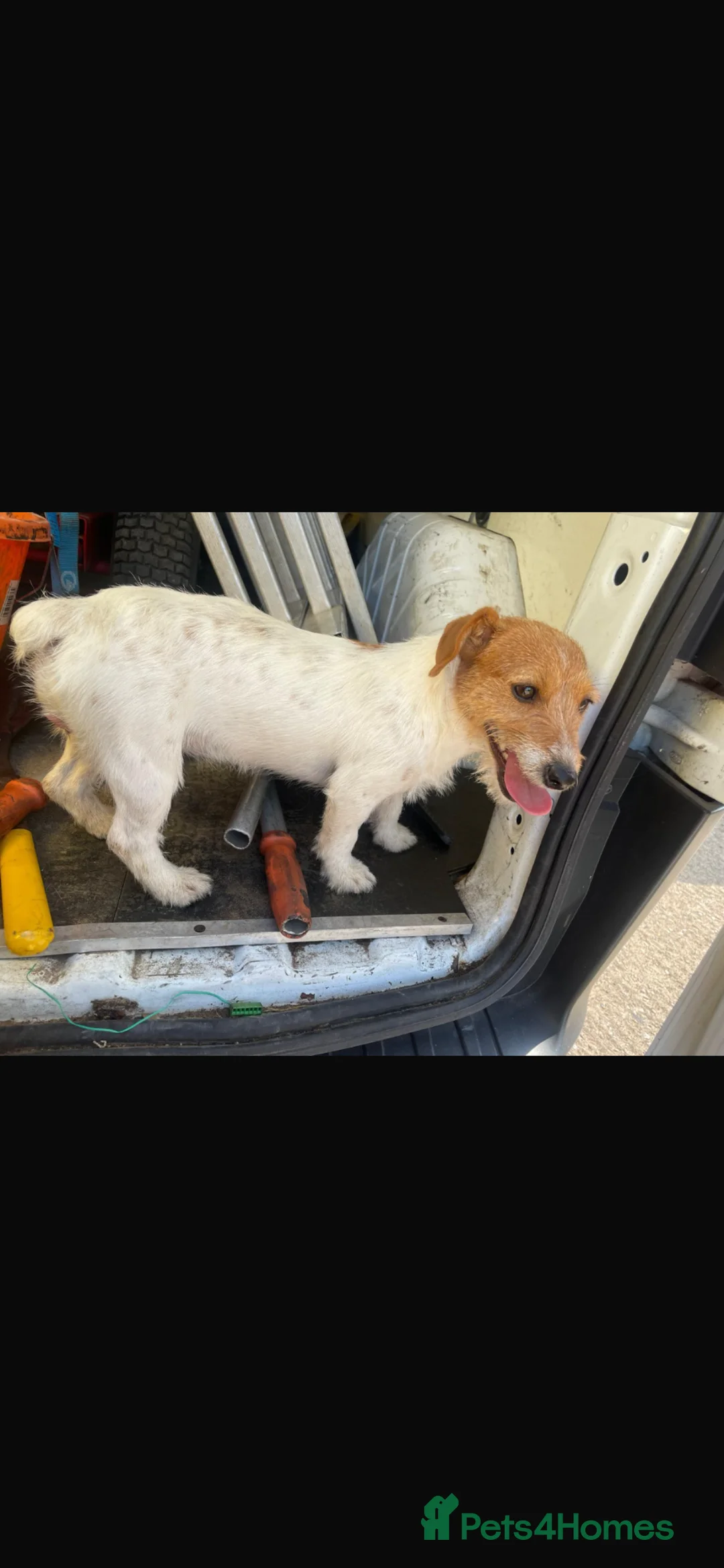 Jack Chi dogs for sale: 🐾 Adorable Jack Russell x Chihuahua Puppies 🐾 in Broseley - Advert 21