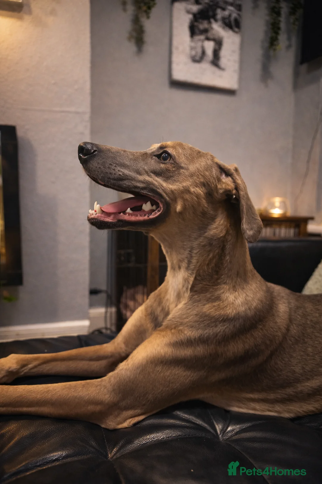 Mixed Breed dogs for sale: cane Corso greyhound cross in Dartford - Advert 2