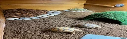 Tortoise reptiles for sale: Sulcata tortoise x2 with full set up - Advert 12