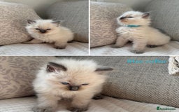 Ragdoll cats for sale: True to type, pure bred Ragdoll kittens  - Image 5