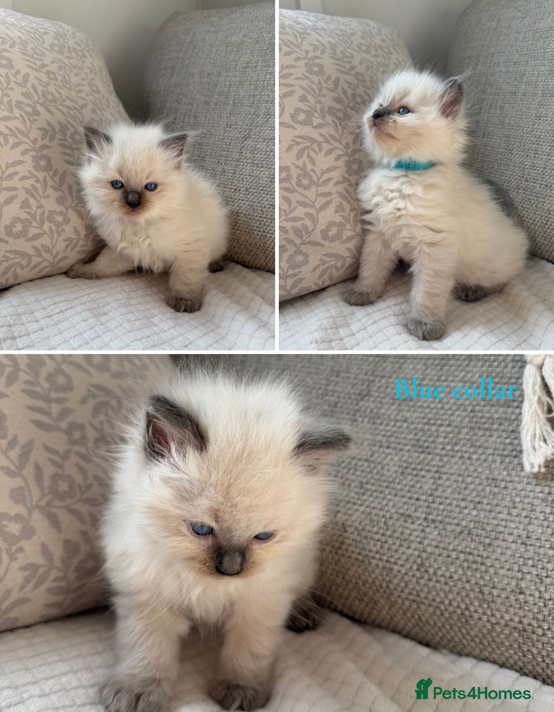 Ragdoll cats for sale: True to type, pure bred Ragdoll kittens  - Image 5