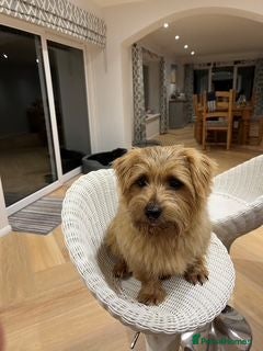 Norfolk Terrier dogs 5 year-old Neutered Male Norfolk Terrier - Advert 17