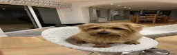 Norfolk Terrier dogs for sale: 5 year-old Neutered Male Norfolk Terrier - Advert 1