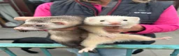 Ferret rodents for sale: Ferrets for sale – 2 males & 4 females - Advert 3